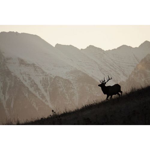 Bull Elk-Sunset Silhouette